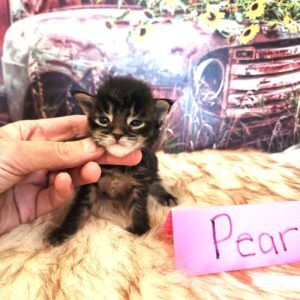 brown maine coon kitten