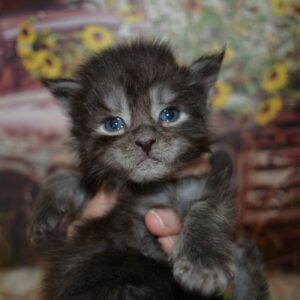 black smoke maine coon kitten