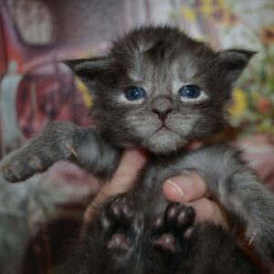 black smoke maine coon kitten