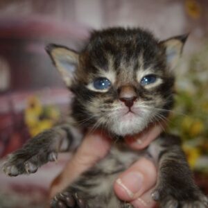 brown maine coon kitten