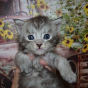 silver maine coon kitten