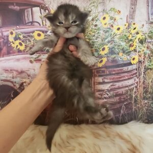 black smoke maine coon kitten