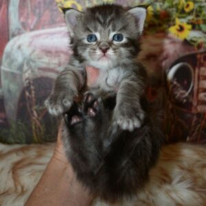 silver maine coon kitten
