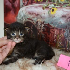 brown maine coon kitten