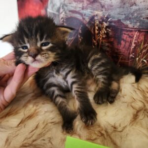 brown maine coon kitten