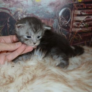 silver maine coon kitten