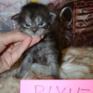 black smoke maine coon kitten