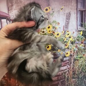 silver maine coon kitten