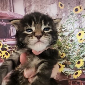brown maine coon kitten