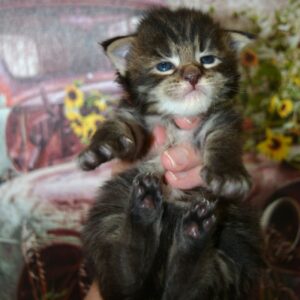 brown maine coon kitten