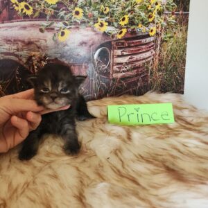 black smoke maine coon kitten