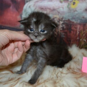 black smoke maine coon kitten