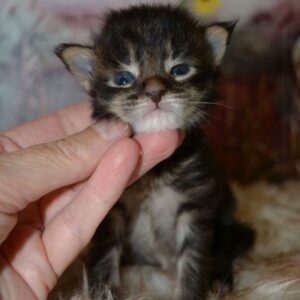 brown maine coon kitten