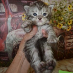 silver maine coon kitten