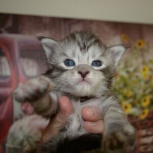 silver maine coon kitten