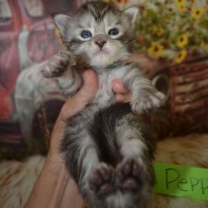 silver maine coon kitten